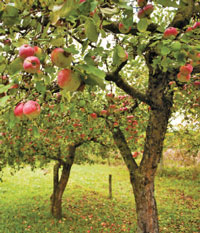 apple trees