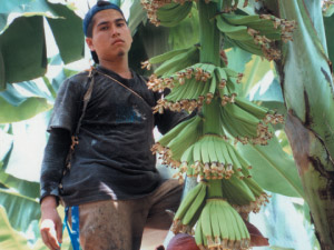 banana worker