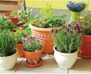 bee-friendly plants & herbs