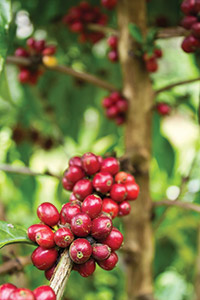 coffee beans on vine