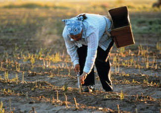 farmworker