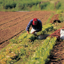 Farmer in lettuce field