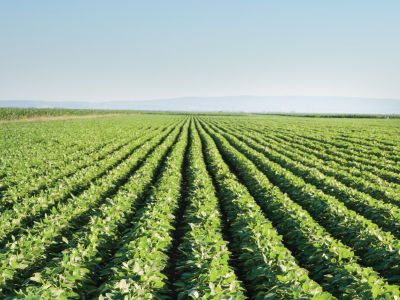 Rows of crops