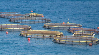 fish farms in the ocean