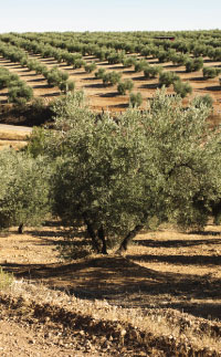 olive field