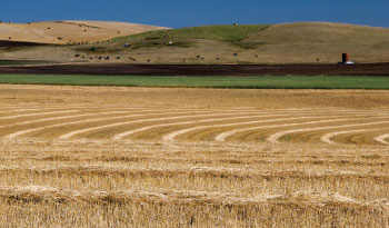 wheat field