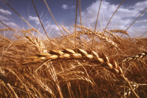 wheat field