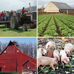 farm collage