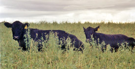 Cows at the Bennington Place, one of the farms protected by the PCC Farmland Trust