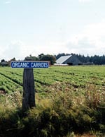 Organic carrot sign at Dungness Organic Produce in Sequim, Wash.