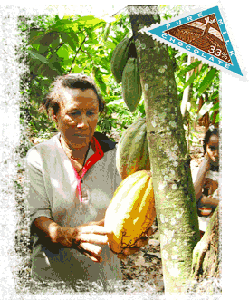 Ovidia looking at a ripe pod