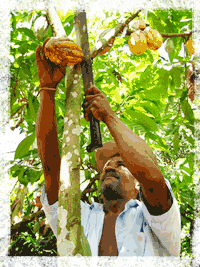 man cutting cacao pod