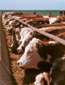 feedlot cows