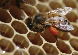 Bee