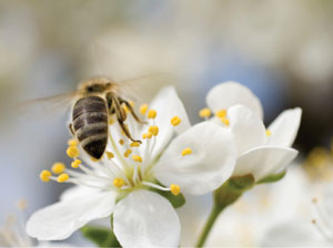 bee on flower