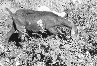 Goats eating noxious and invasive weeds.