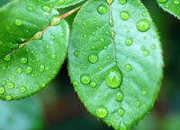 leaf and raindrops