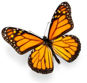 Monarch Butterflies: Where have they gone? | PCC Community Markets