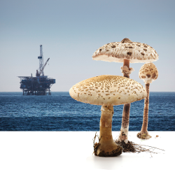 oil rig & mushroom