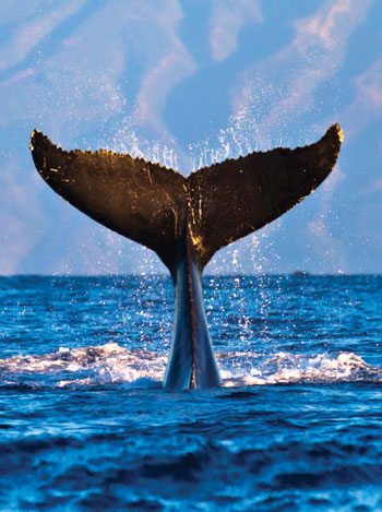 Whale tail