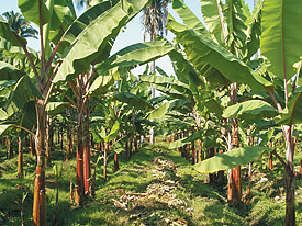 Image of a banana field