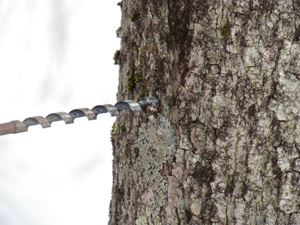 tree drilling for maple