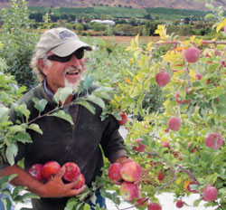 george otte cameo apples