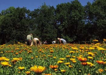 Harvesting fields at the Herb Pharm.