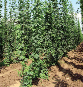 field of hops