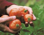 Hands holding tomatoes
