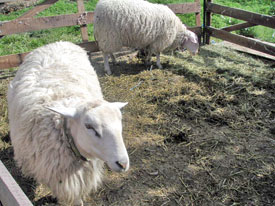 Sheep at the Sally Jackson farm