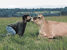 man kissing cow