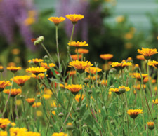 wildcarrot flowers field
