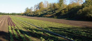 fields of farm