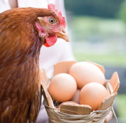 pasture eggs chicken