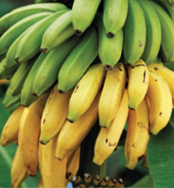 bananas