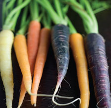 carrots rainbow colors