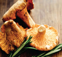 chanterelle mushrooms