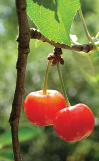 cherries in tree