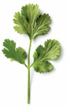 Cilantro