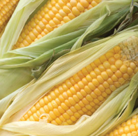 corn