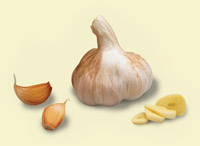 Garlic