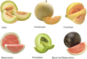 Honeydew vs Cantaloupe: What's the Difference? - A-Z Animals