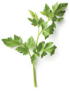 parsley