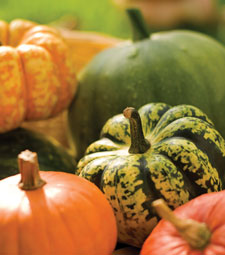 squash pumpkin varieties