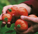 Hands holding organic tomatoes