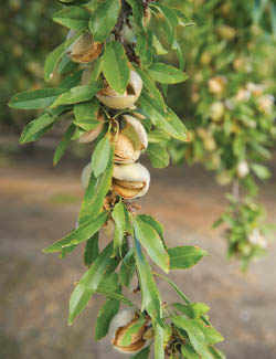 pistachios