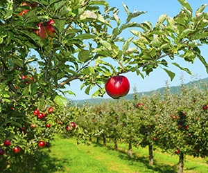 apple orchard red sunny
