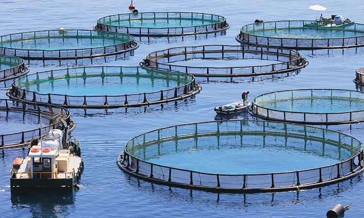 Aquaculture awash in controversy