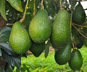 avocados on tree